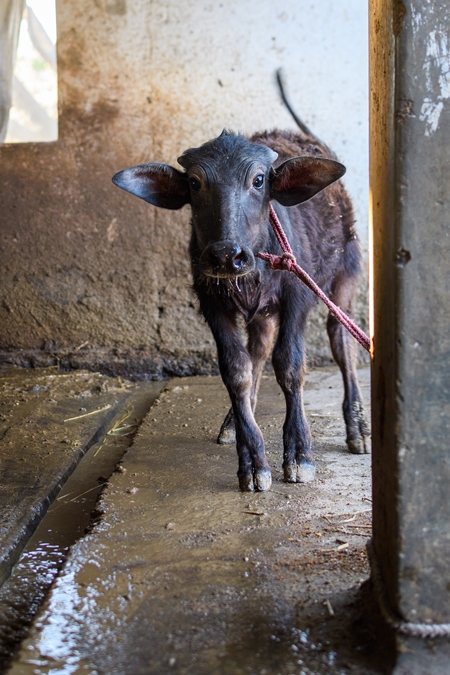 Farmed Indian buffalo calf tied up alone on an urban dairy farm or tabela, Aarey milk colony, Mumbai, India, 2023