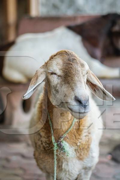 Sheep tied up on the street in an urban city