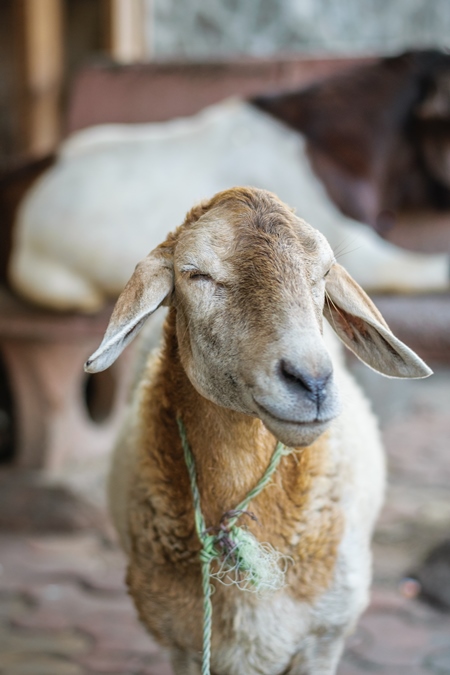 Sheep tied up on the street in an urban city