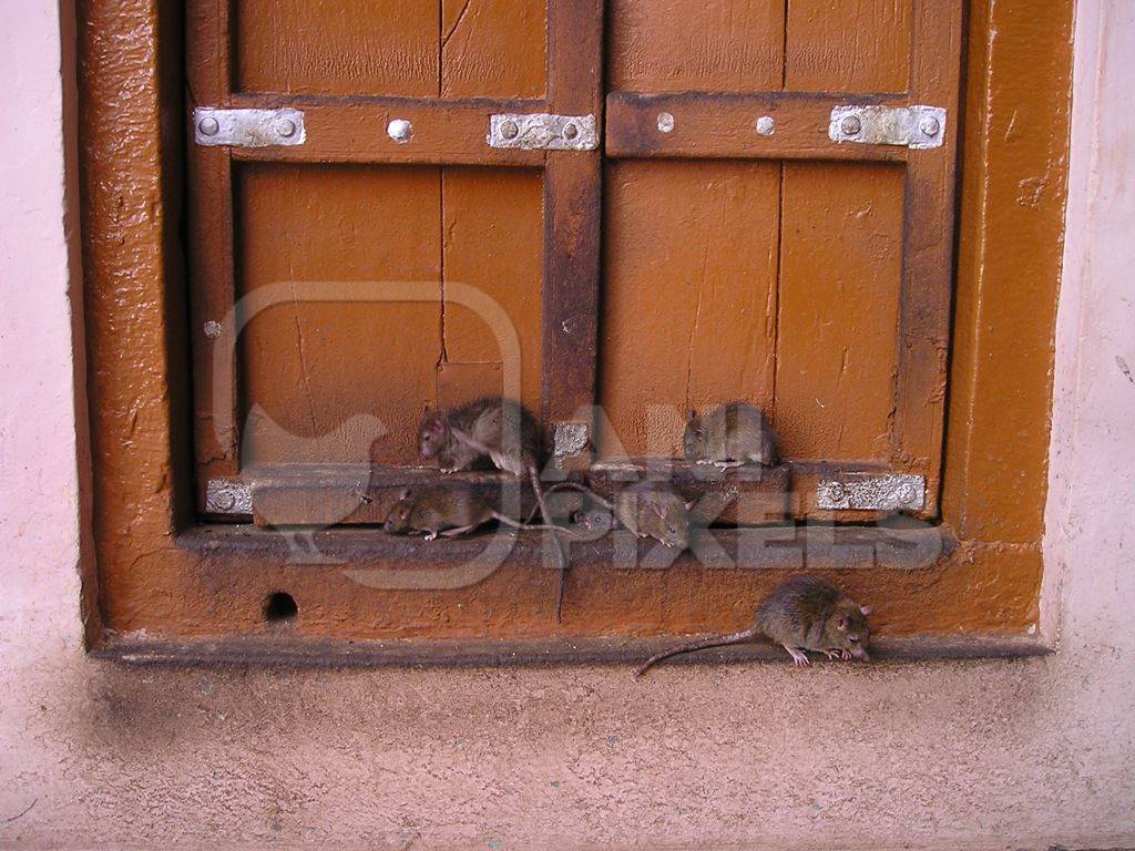 Rats by orange door at Karni Mata rat temple in Rajasthan