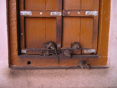 Rats by orange door at Karni Mata rat temple in Rajasthan
