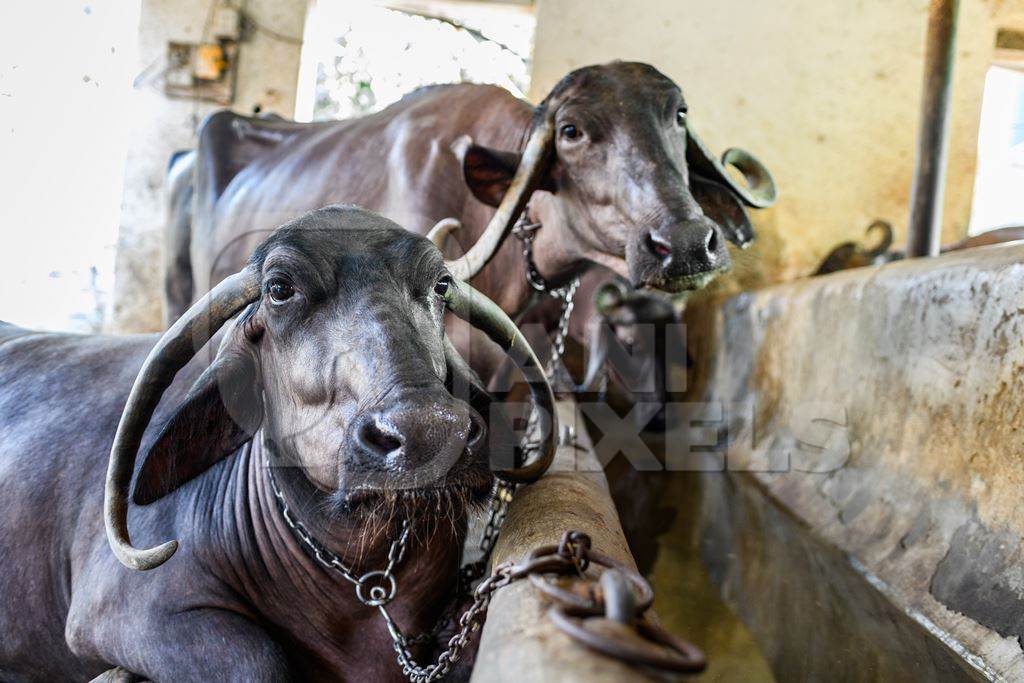 Indian buffaloes tied up in a line in a concrete shed on an urban dairy farm or tabela, Aarey milk colony, Mumbai, India, 2023