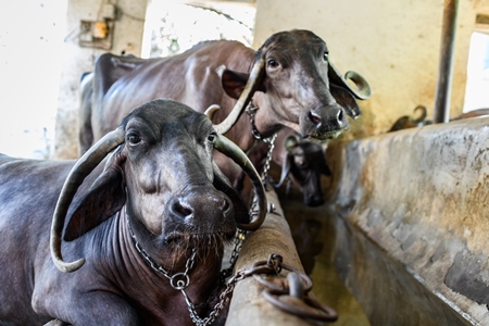 Indian buffaloes tied up in a line in a concrete shed on an urban dairy farm or tabela, Aarey milk colony, Mumbai, India, 2023