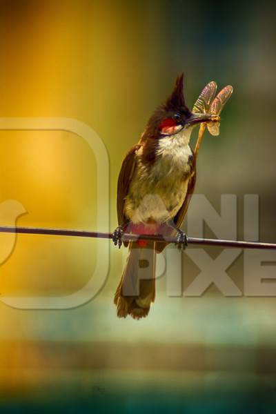 Bulbul bird sitting on wire eating insect with colourful background