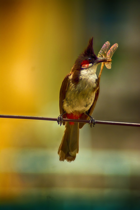 Bulbul bird sitting on wire eating insect with colourful background