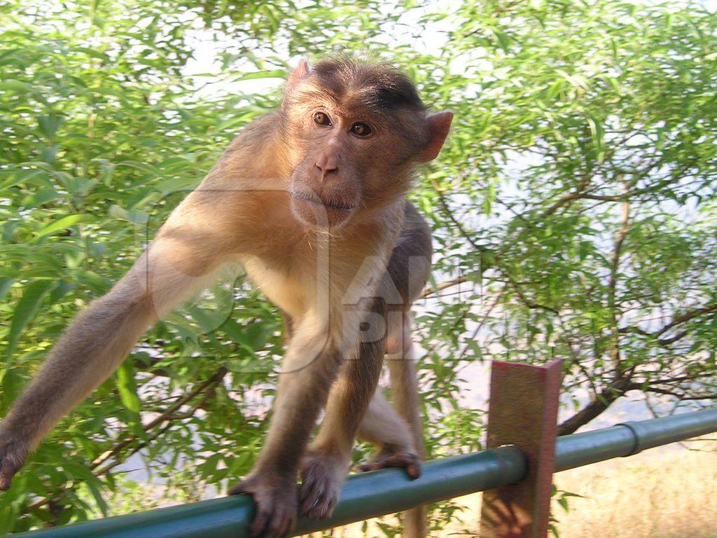 Macaque monkey sitting on railing