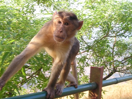 Macaque monkey sitting on railing