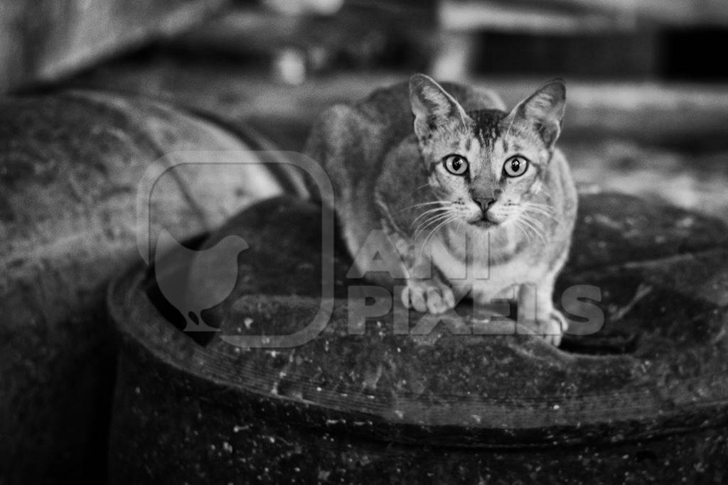 Street cat in Crawford meat market in black and white