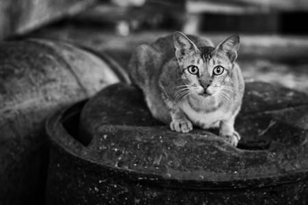 Street cat in Crawford meat market in black and white