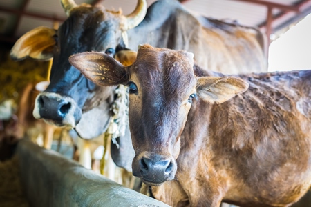 Dairy cows tied up in a barn in a dairy in rural village