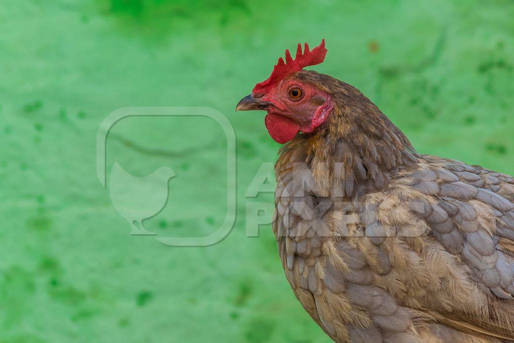 Free range chicken in a rural village in Bihar in India with green background