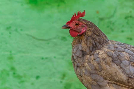 Free range chicken in a rural village in Bihar in India with green background