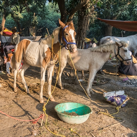 Two ponies tied up under a tree at Sonepur horse fai