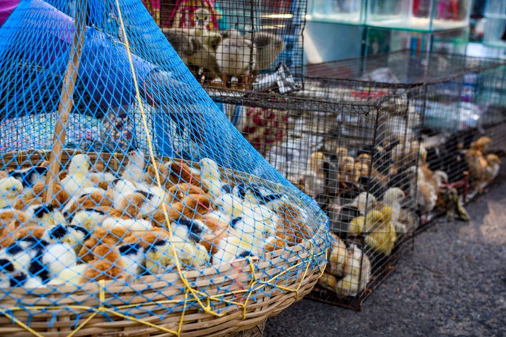 Baby chicks in baskets on sale at Galiff Street pet market, Kolkata, India, 2022