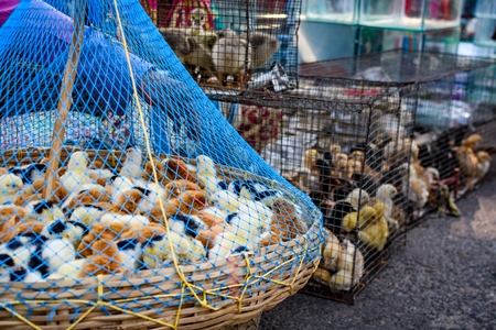 Baby chicks in baskets on sale at Galiff Street pet market, Kolkata, India, 2022