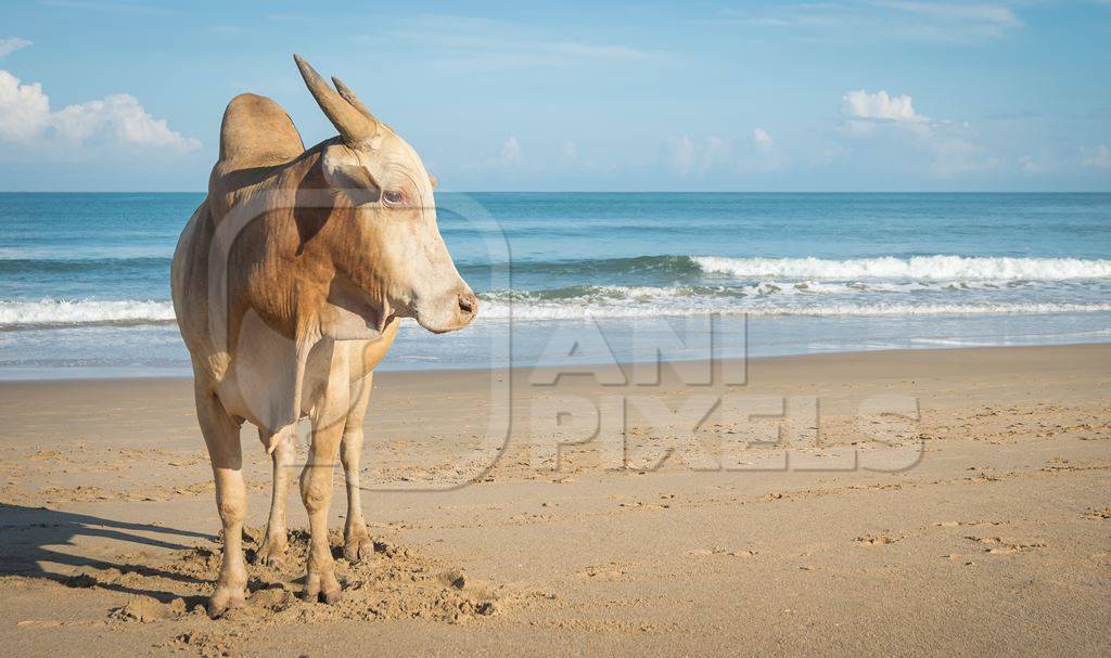 Cow on the beach in Goa, India