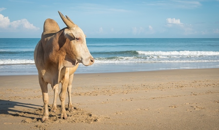 Cow on the beach in Goa, India