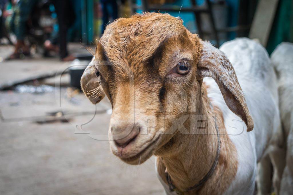 Cute brown goat on urban city street