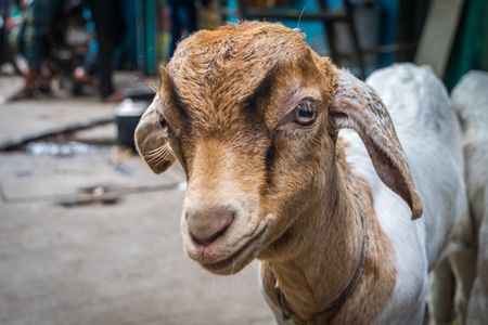 Cute brown goat on urban city street