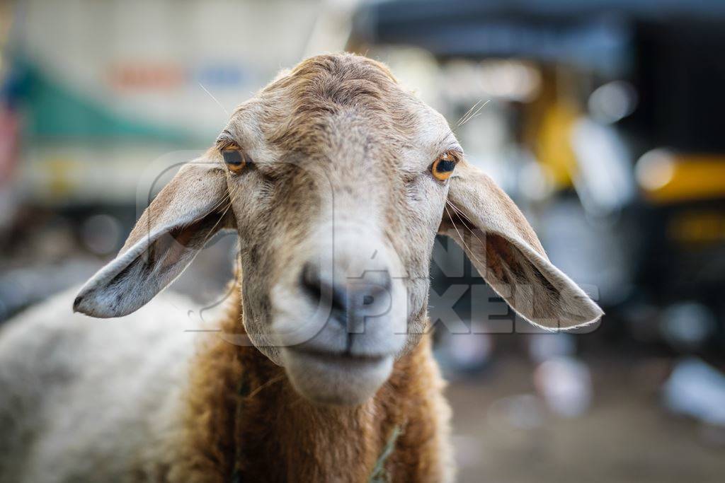 Close up of face of sheep in an urban city with rickshaw in background