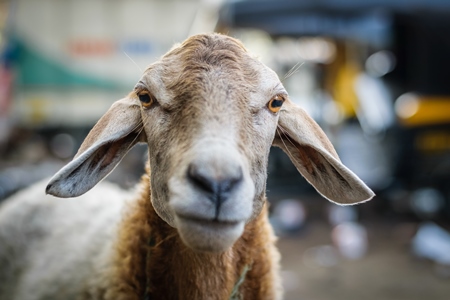 Close up of face of sheep in an urban city with rickshaw in background