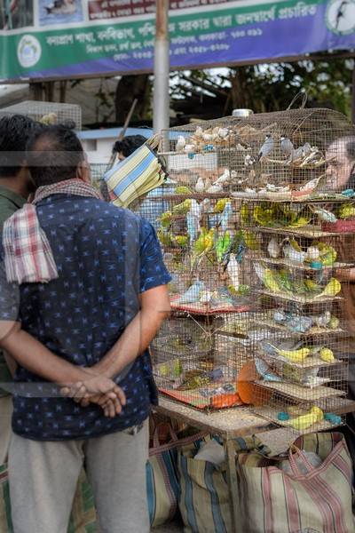 Caged budgerigar birds on sale in the pet trade by bird sellers at Galiff Street pet market, Kolkata, India, 2022