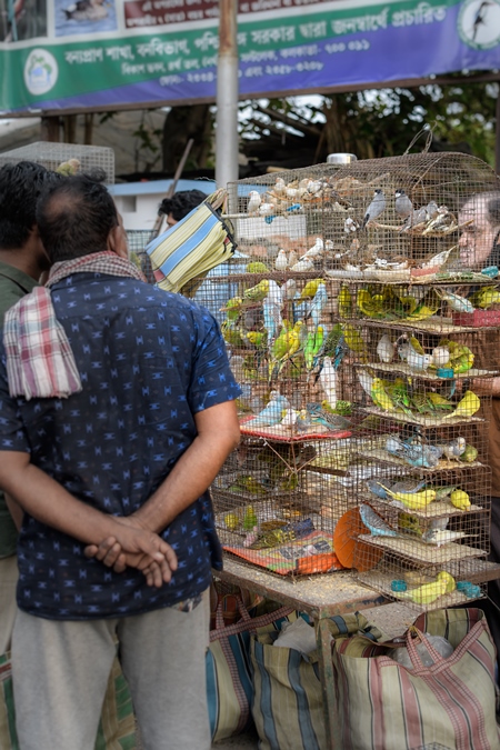 Caged budgerigar birds on sale in the pet trade by bird sellers at Galiff Street pet market, Kolkata, India, 2022