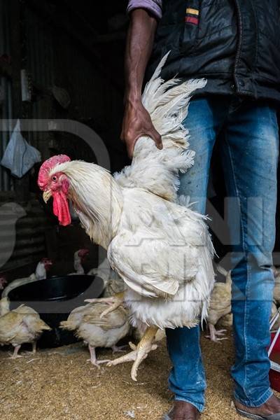 Man holding up large white chicken for sale at a chicken market