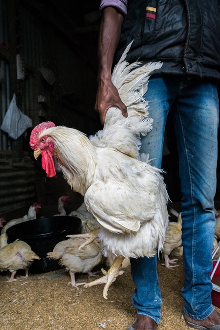 Man holding up large white chicken for sale at a chicken market