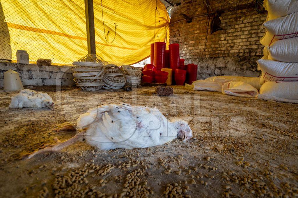 Dead and decaying Indian broiler chickens in a shed on a poultry farm in Maharashtra in India, 2021