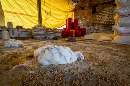 Dead and decaying Indian broiler chickens in a shed on a poultry farm in Maharashtra in India, 2021