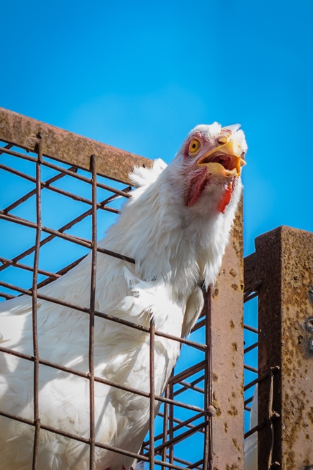 Broiler chickens packed onto at truck being transported to slaughter in an urban city