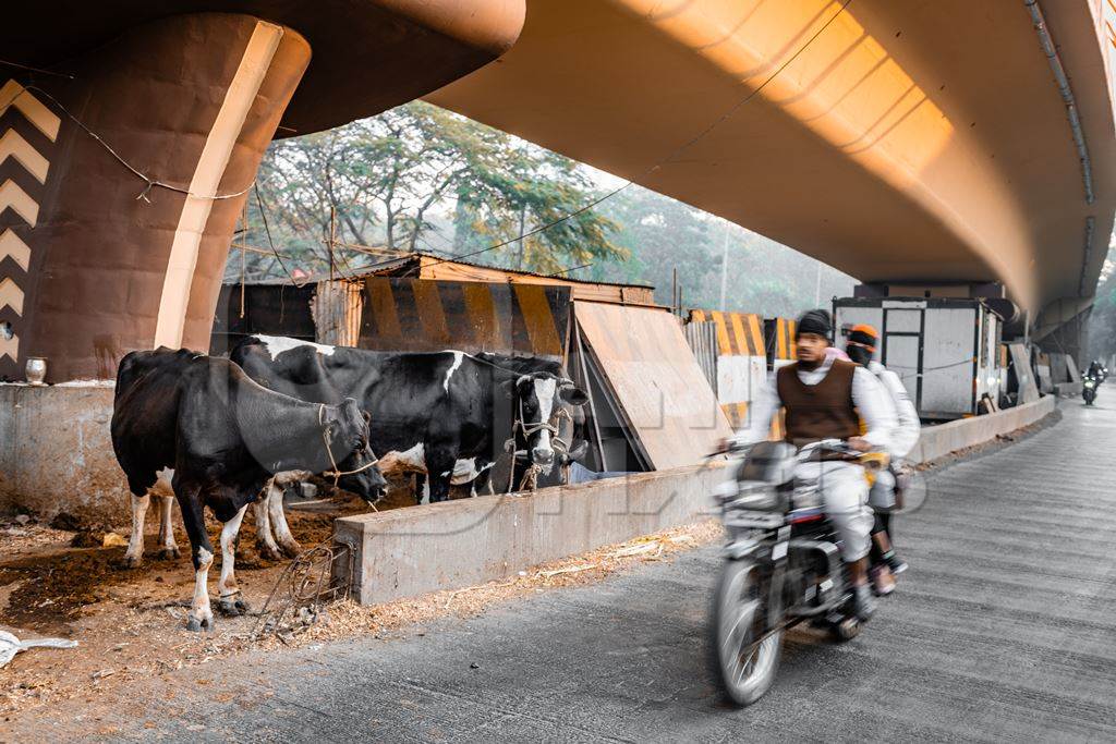 Indian dairy cows on an urban tabela in the divider of a busy road, Pune, Maharashtra, India, 2024