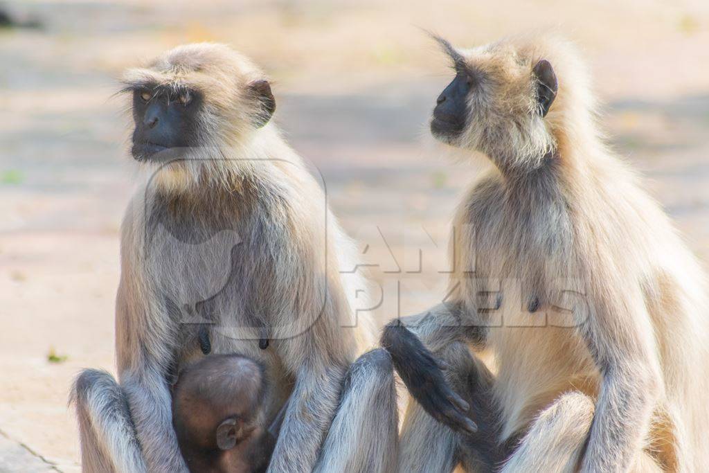 Indian gray or hanuman langur monkeys mothers with babies in Mandore Gardens in the city of Jodhpur in Rajasthan in India