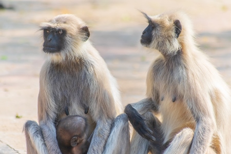 Indian gray or hanuman langur monkeys mothers with babies in Mandore Gardens in the city of Jodhpur in Rajasthan in India