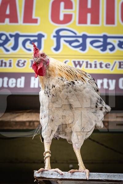 Rooster or cockerel chicken tied up outside chicken meat poultry shop in urban city in Maharashtra, India, 2021