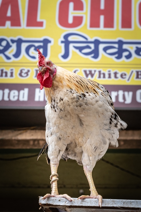 Rooster or cockerel chicken tied up outside chicken meat poultry shop in urban city in Maharashtra, India, 2021