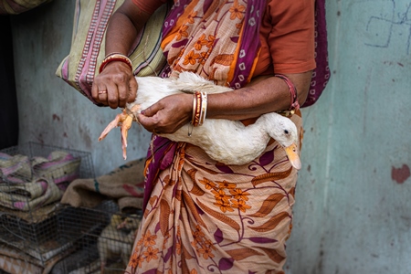Duck having his legs tied up by seller at Galiff Street pet market, Kolkata, India, 2022