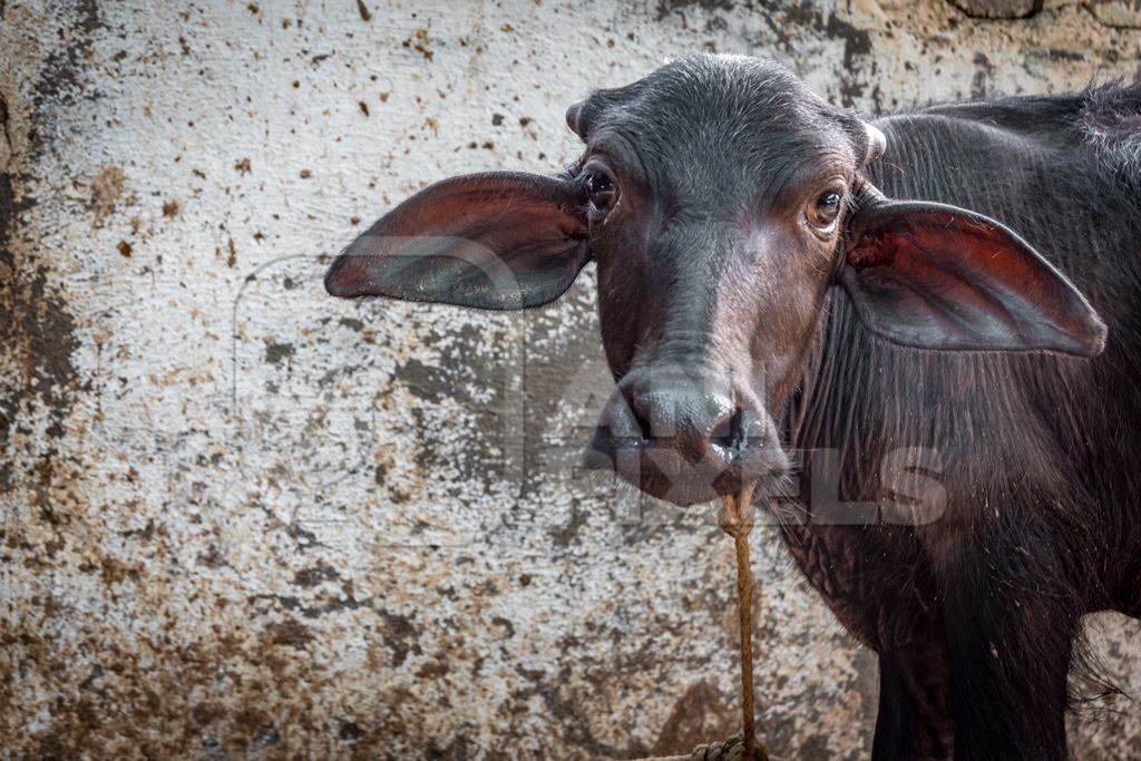 Buffalo calf tied up in a buffalo shed at an urban dairy in a city in Maharashtra