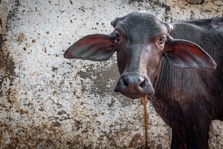 Buffalo calf tied up in a buffalo shed at an urban dairy in a city in Maharashtra