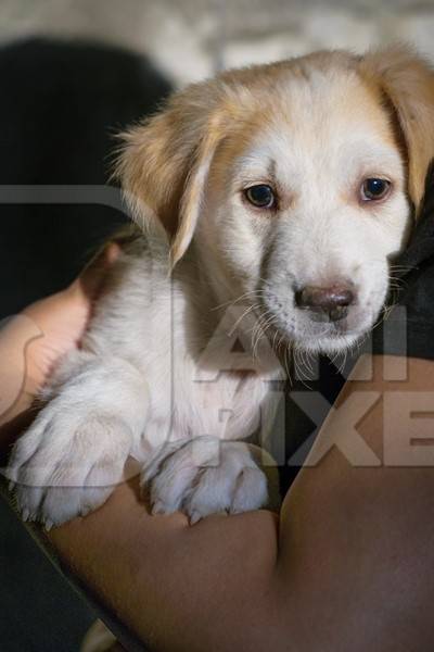 Volunteer animal rescuer girl holding cute fluffy street puppy in her arms