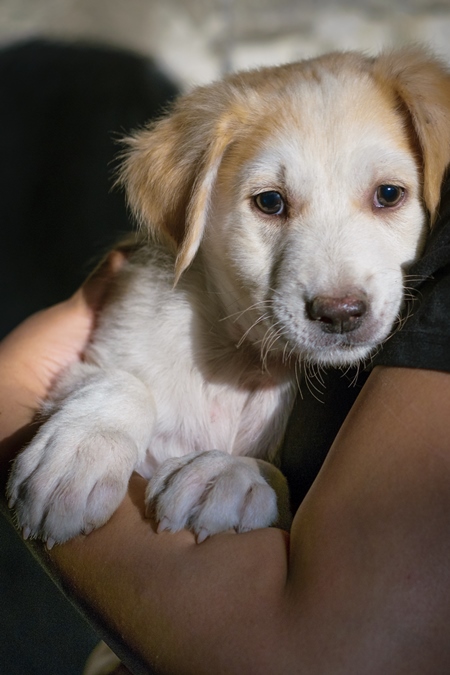 Volunteer animal rescuer girl holding cute fluffy street puppy in her arms