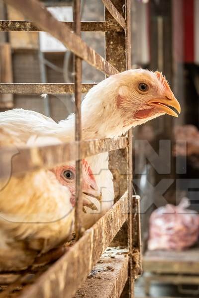 White chicken reaching through the bars of a cage at Mandai poultry chicken shop or meat market in Pune, India