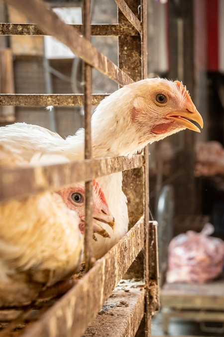 White chicken reaching through the bars of a cage at Mandai poultry chicken shop or meat market in Pune, India