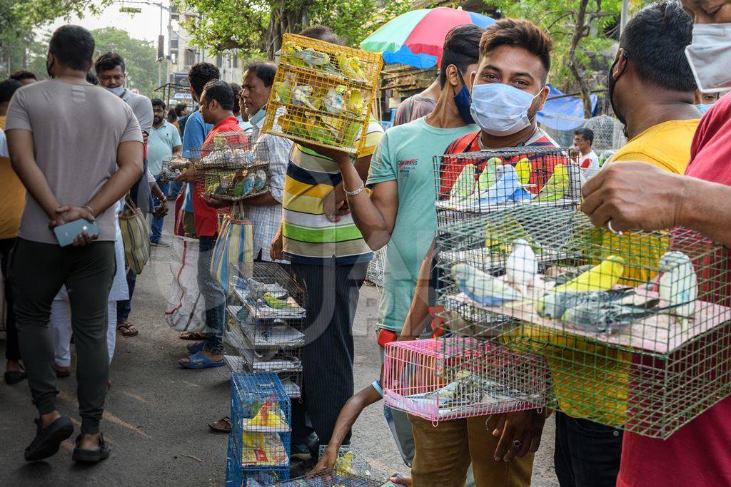 Caged budgerigar birds on sale in the pet trade by bird sellers at Galiff Street pet market, Kolkata, India, 2022