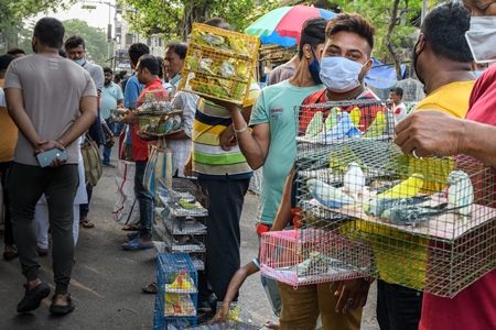 Caged budgerigar birds on sale in the pet trade by bird sellers at Galiff Street pet market, Kolkata, India, 2022