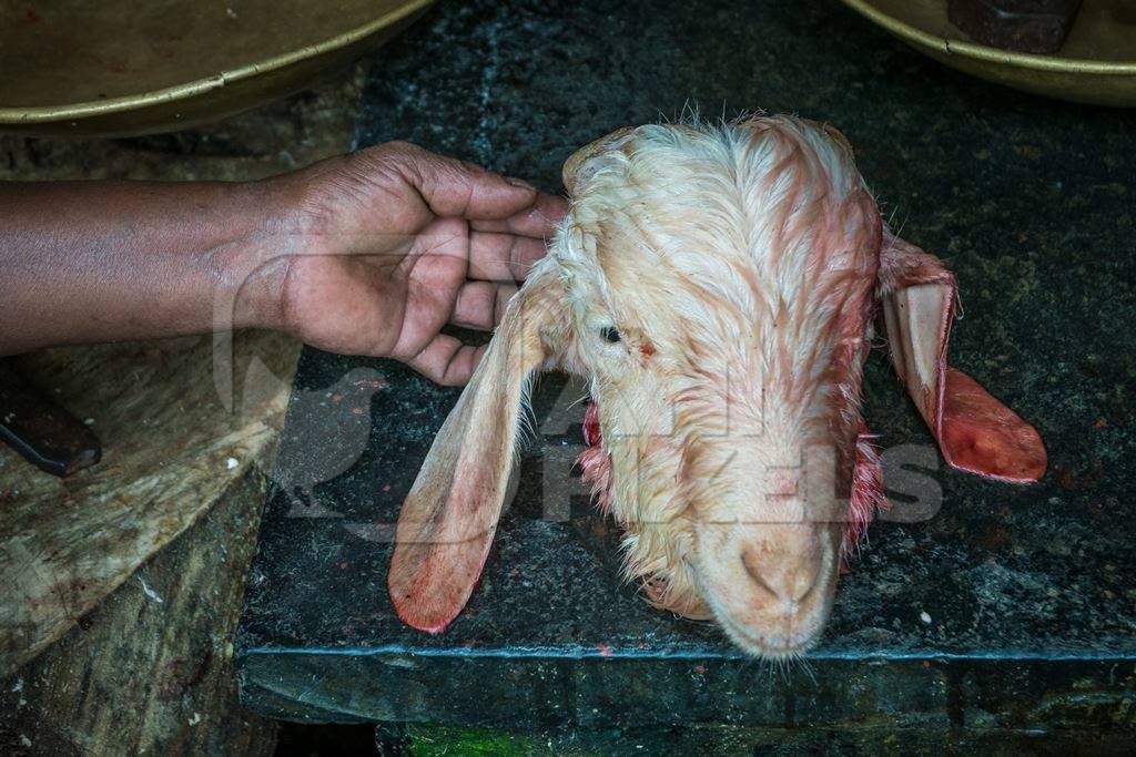 Butcher displays head of recently slaughtered Indian goat  on a slab at a mutton shop in Kerala, India, 2018