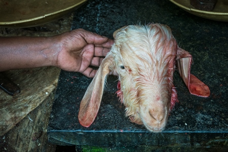 Butcher displays head of recently slaughtered Indian goat  on a slab at a mutton shop in Kerala, India, 2018