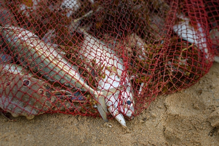 Indian fish caught in red fishing net on beach in Maharashtra, India, 2022