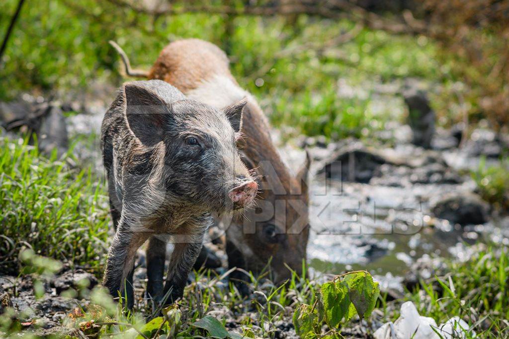 Indian feral piglets on wasteland next to a garbage dump in a city in Maharashtra, India, 2022